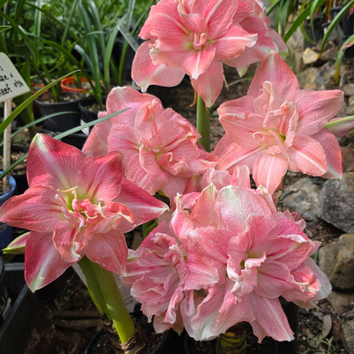 Hippeastrum-Rozetta-Double-Red_Buy