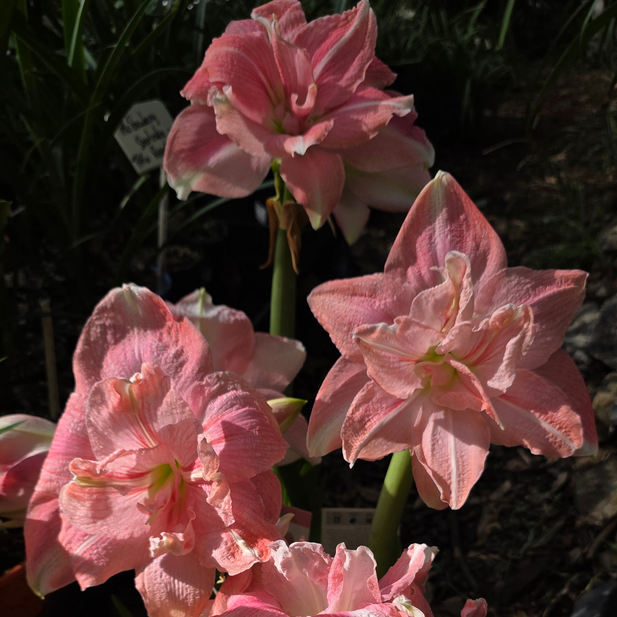 Hippeastrum Rozetta Double Red Buy