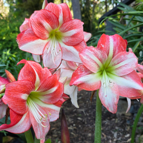 Hippeastrum Single Fay Orange White Green Pink Buy