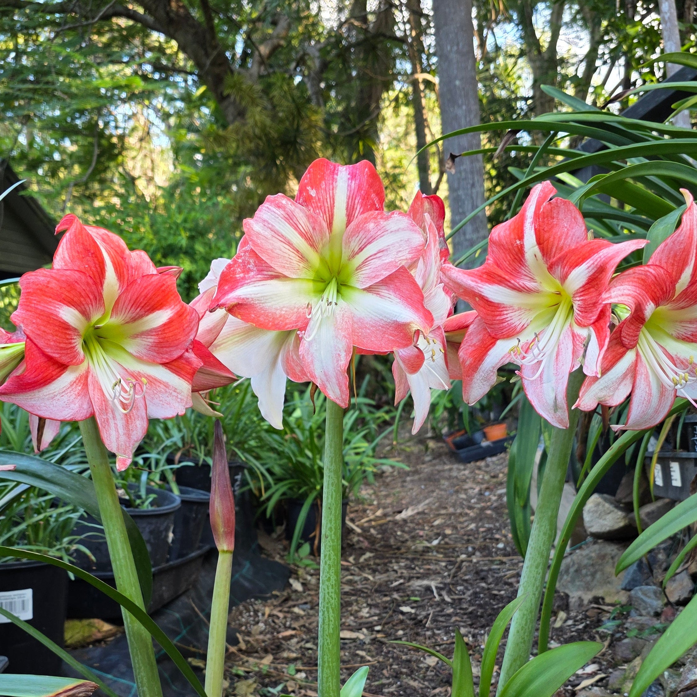 Hippeastrum  Single Fay Orange White Green Pink Buy