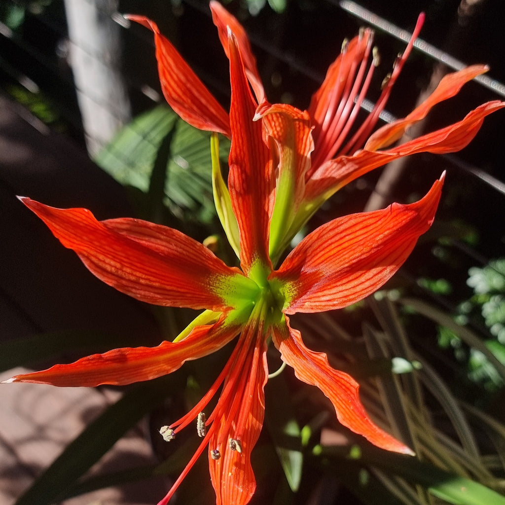 hippeastrum species bulb aulicum