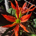 hippeastrum species bulb aulicum