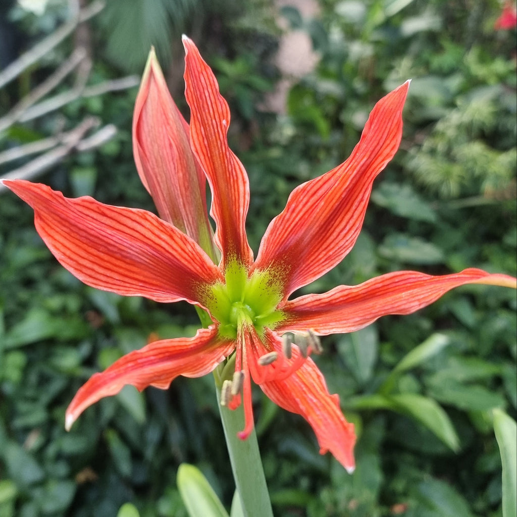 hippeastrum species bulb aulicum