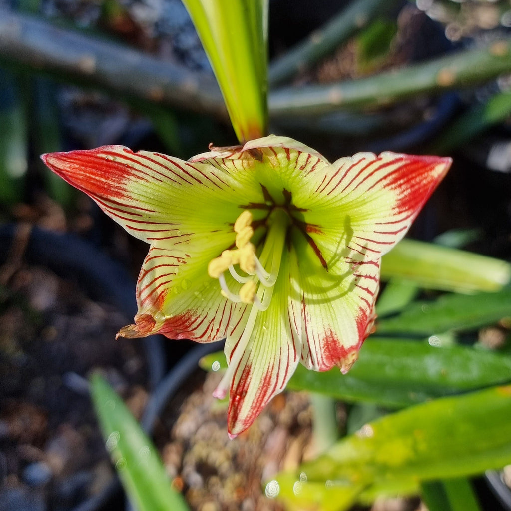 Hippeastrum Species psittacinum Envy Single Green White Red
