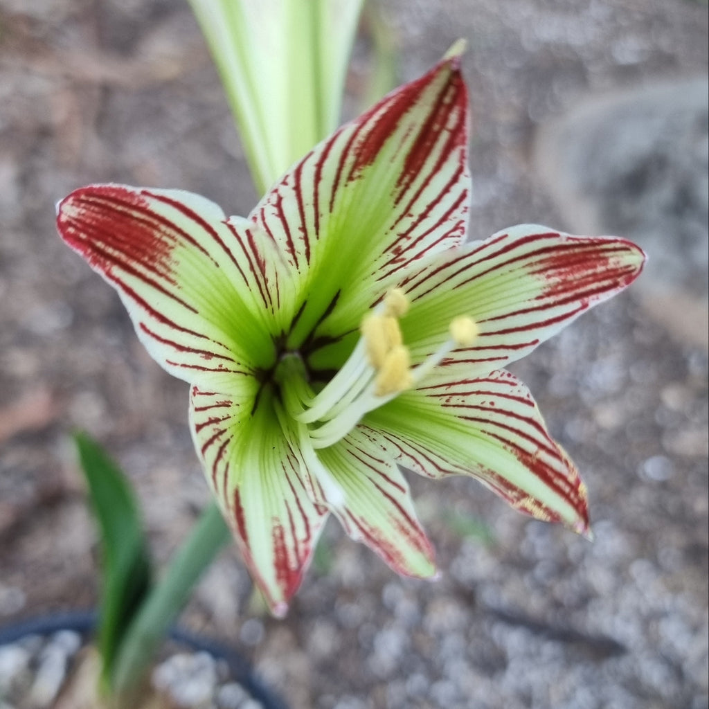 Hippeastrum Species psittacinum Envy Single Green White2 Red