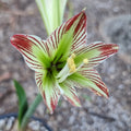 Hippeastrum Species psittacinum Envy Single Green White2 Red