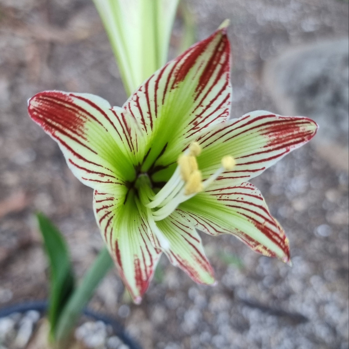 Hippeastrum Species psittacinum Envy Single Green White2 Red