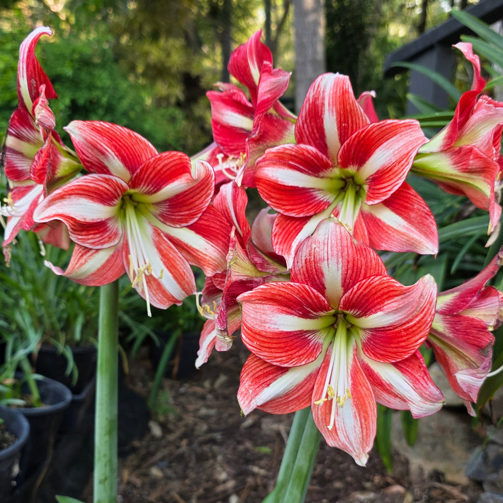 Hippeastrum Sphinx Single Red Orange White Green Buy