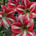 Hippeastrum Sphinx Single Red Orange White Green Buy