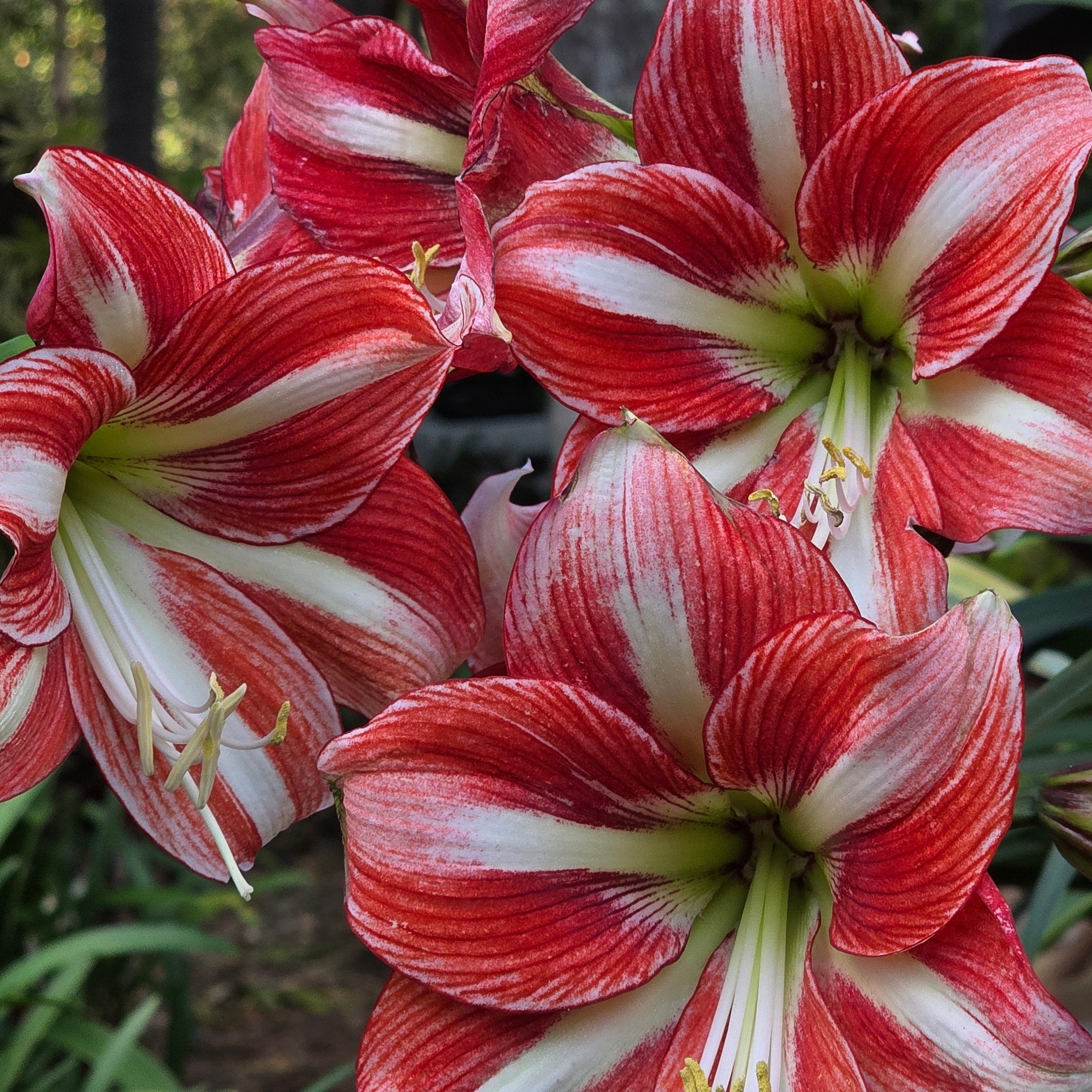 Hippeastrum Sphinx Single Red Orange White Green Buy