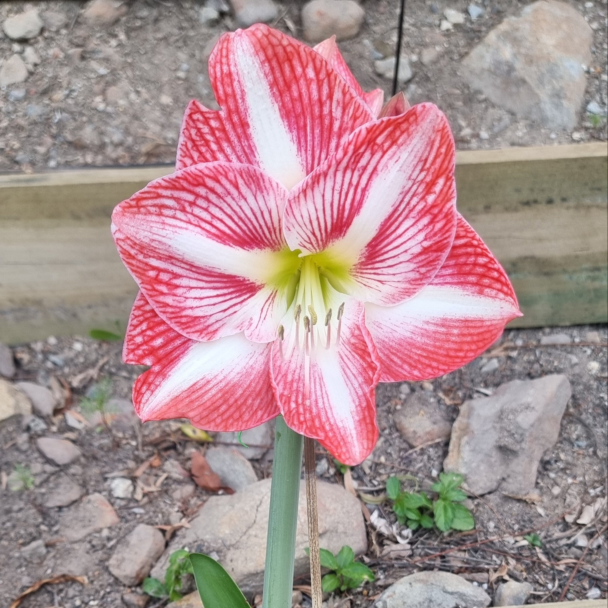 Hippeastrum THCo Julia Single Red Orange White