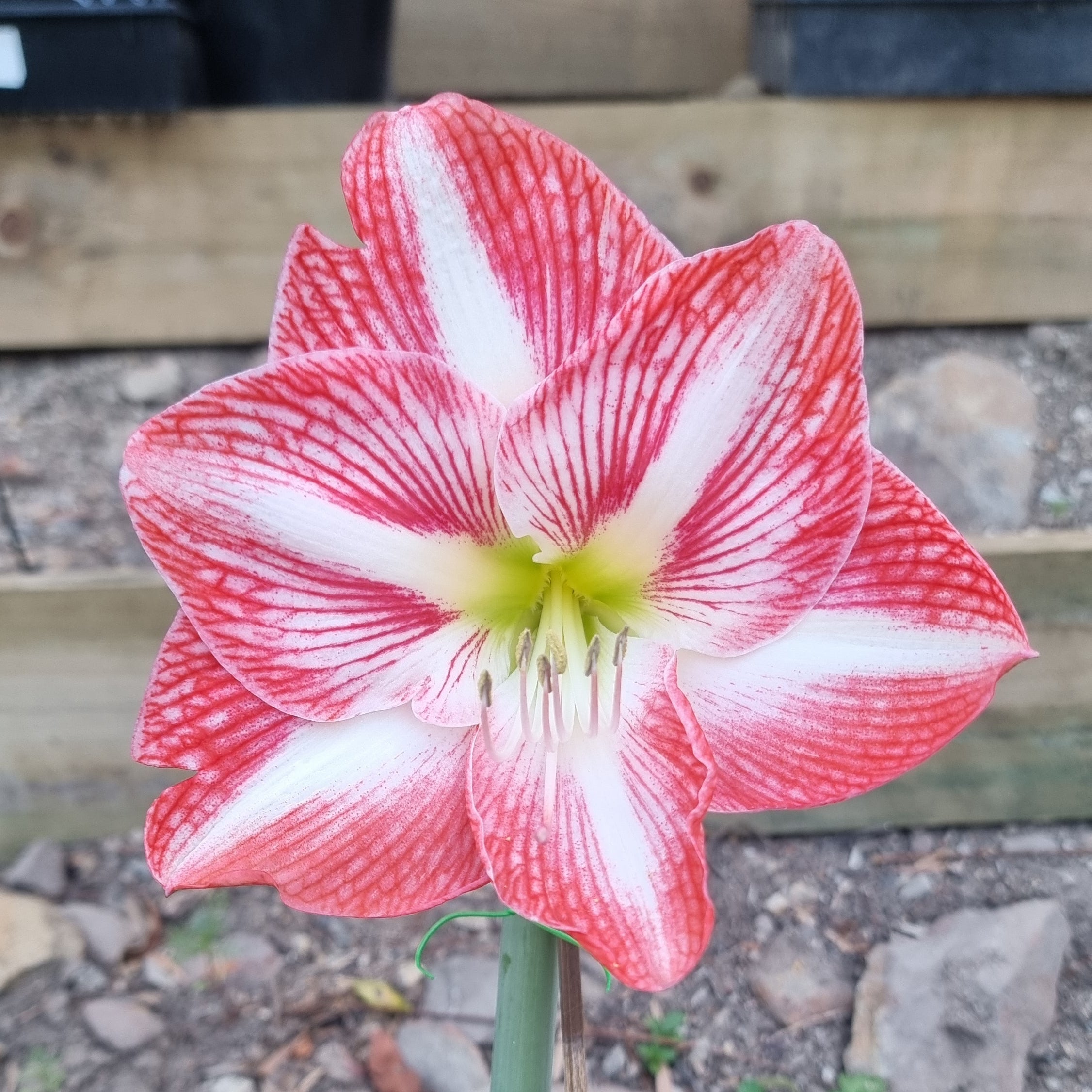 Hippeastrum THCo Julia Single Red Orange White