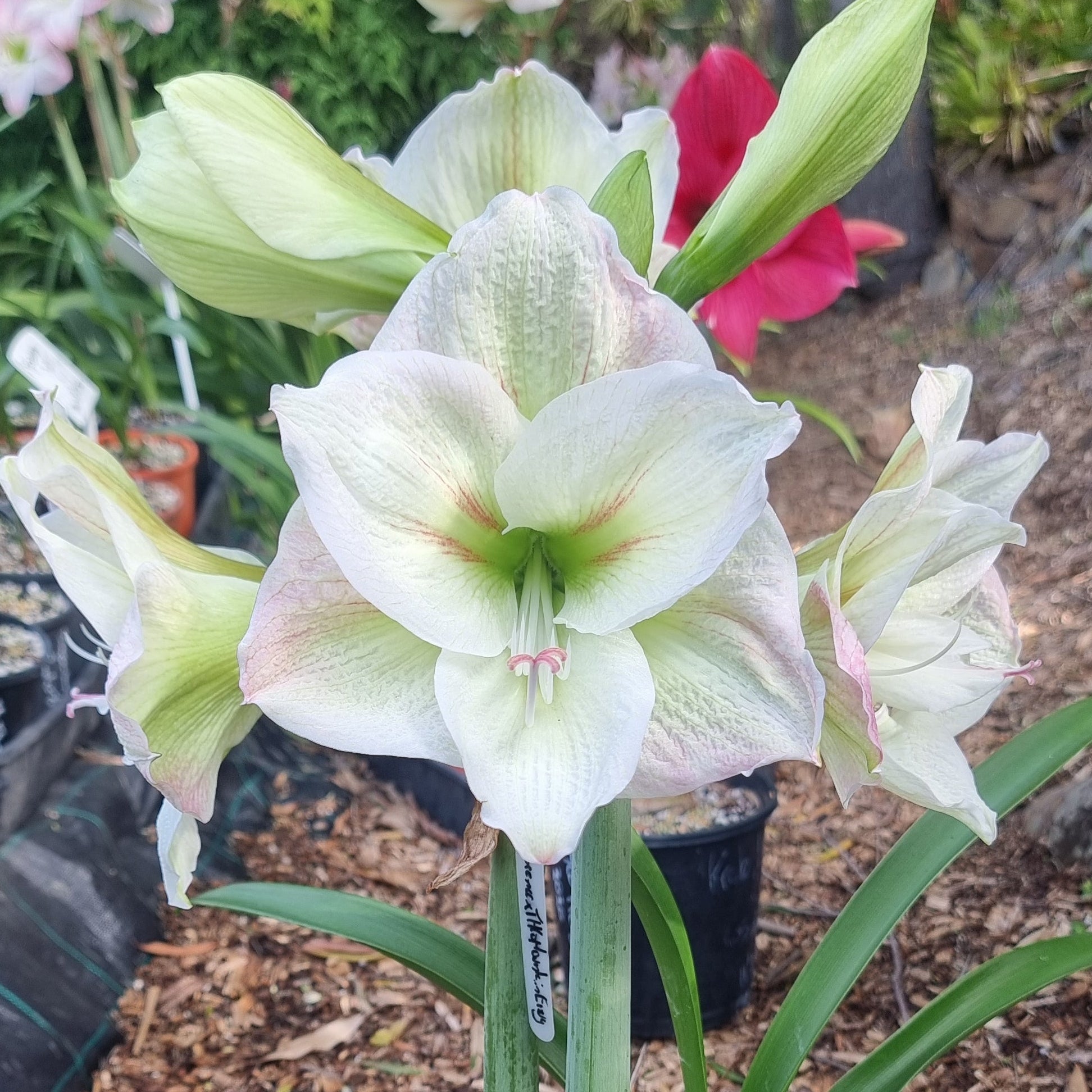 Hippeastrum THCo Mountain Envy Single Green White Pink