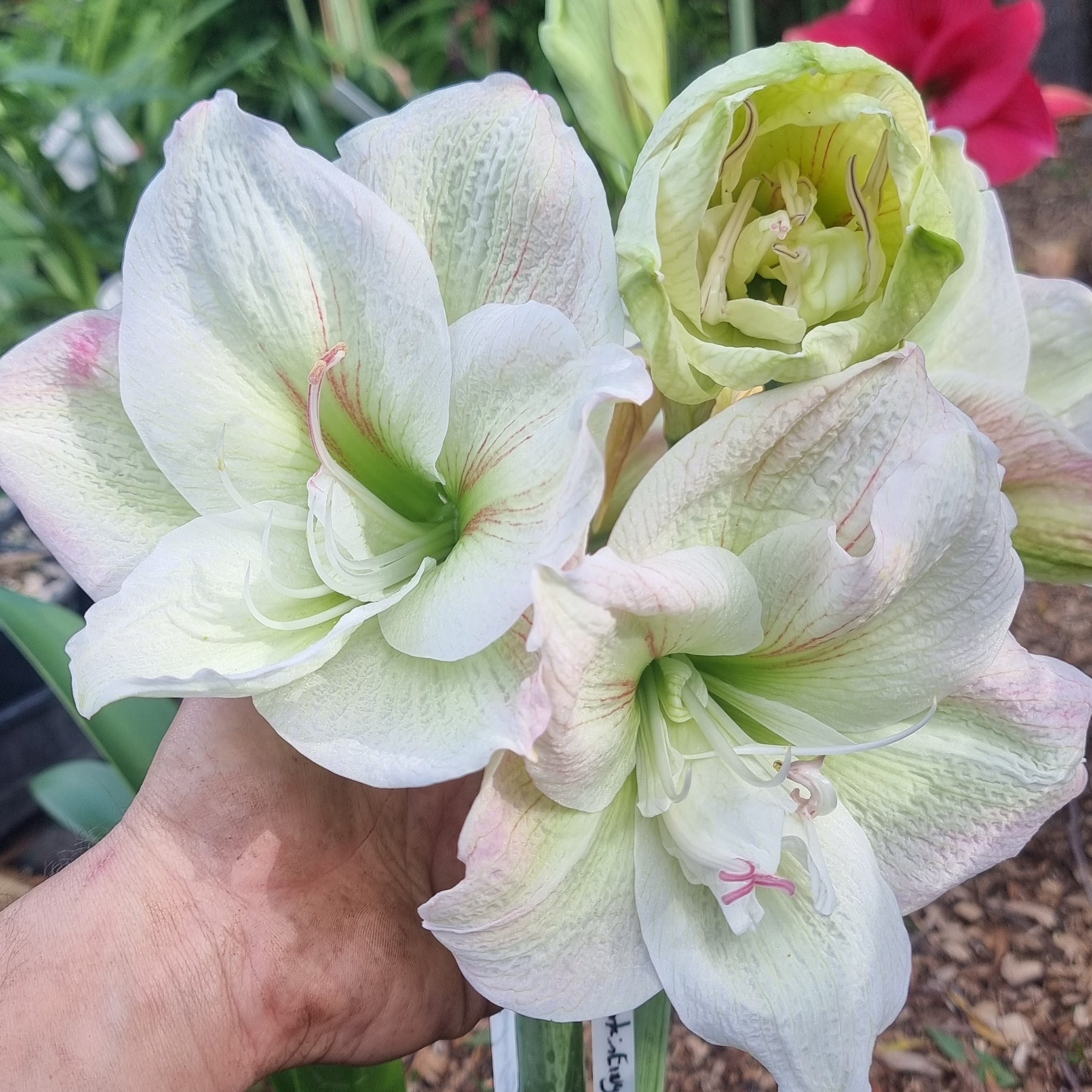 Hippeastrum THCo Mountain Envy Single Green White Pink