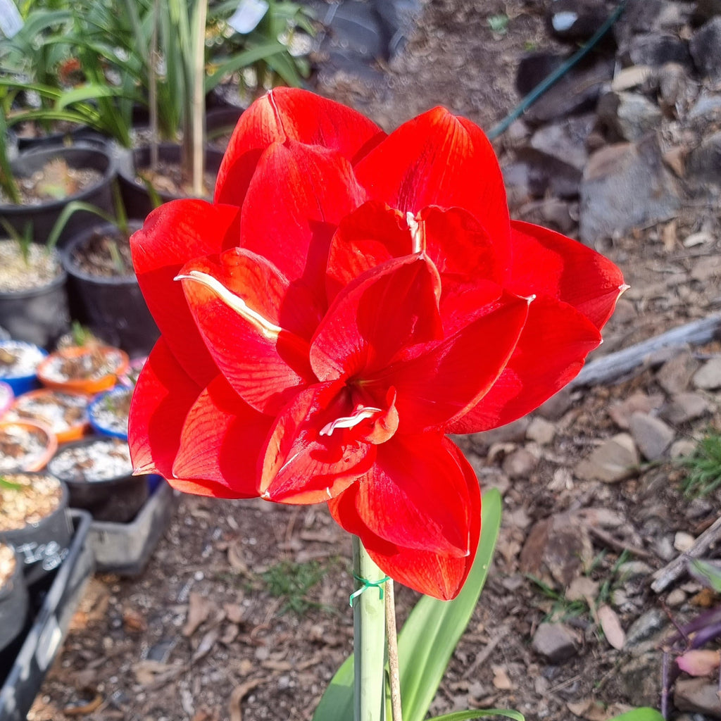 Hippeastrum THCo Scarlett Dancer Red