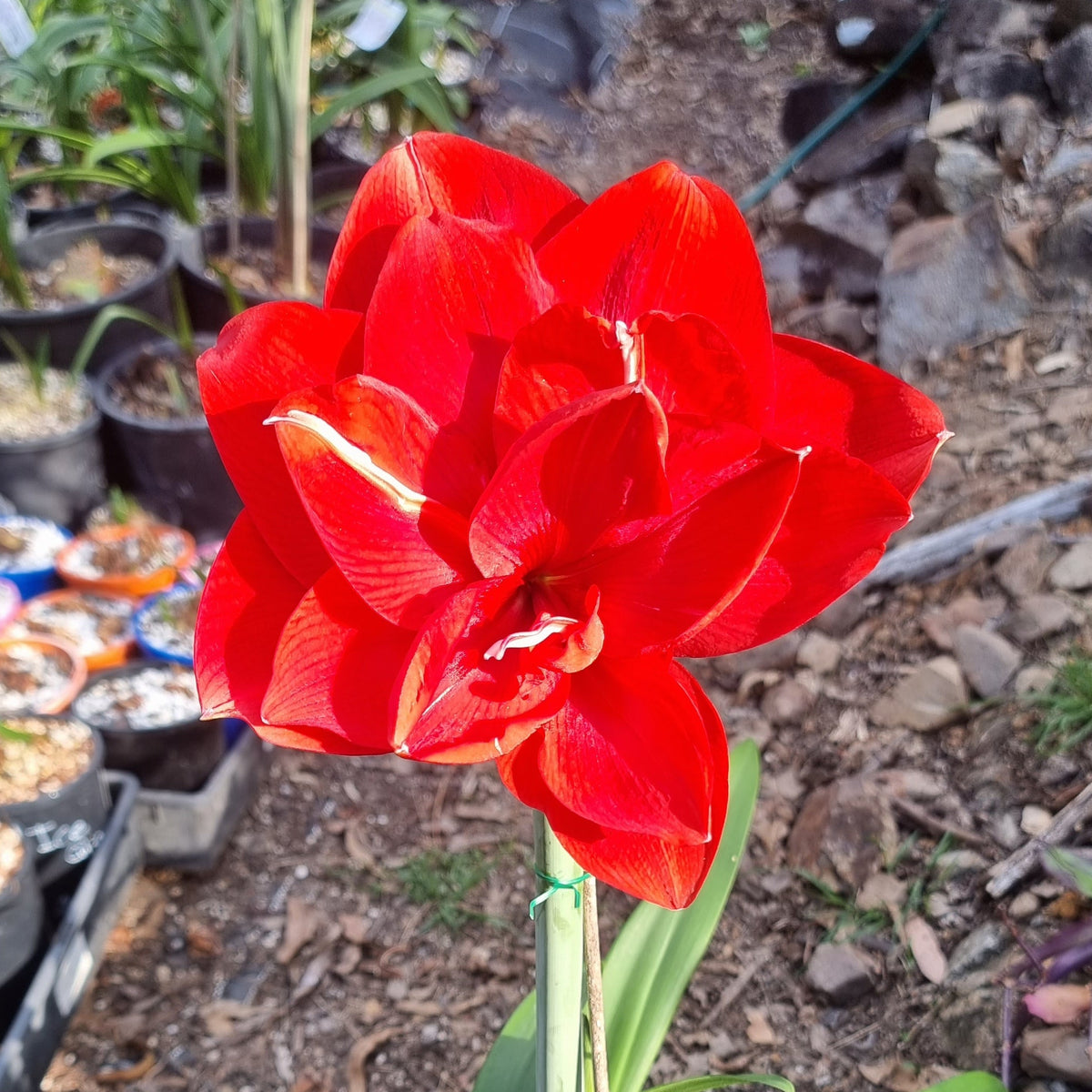 Hippeastrum THCo Scarlett Dancer Red