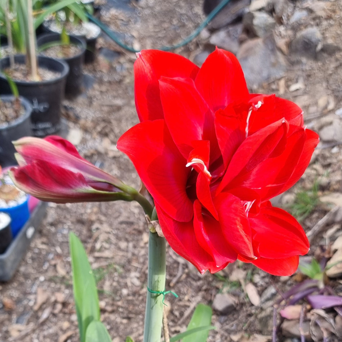 Hippeastrum THCo Scarlett Dancer Red