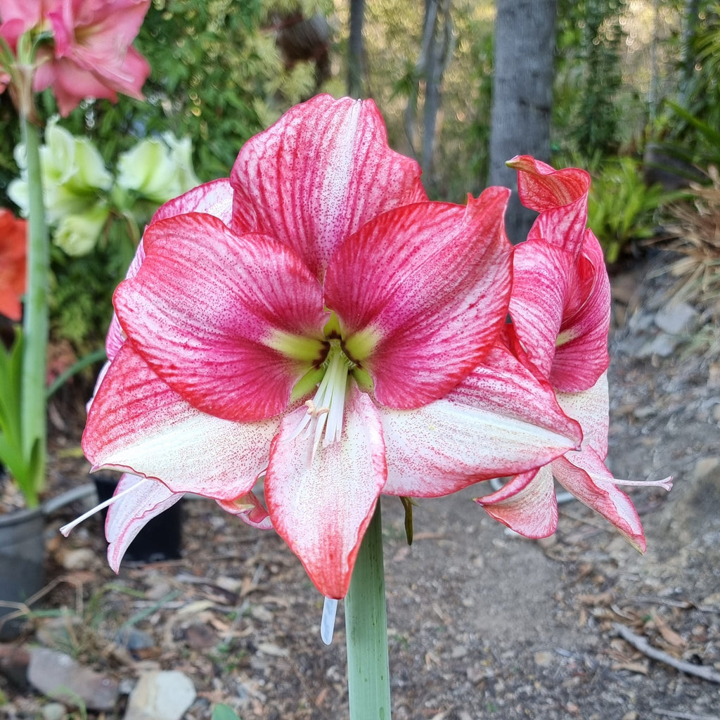 Single Hippeastrum THCo Splatter