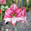 Single Hippeastrum THCo Splatter