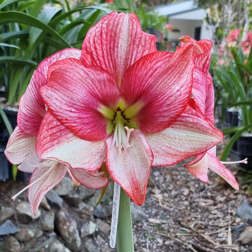 Single Hippeastrum THCo Splatter