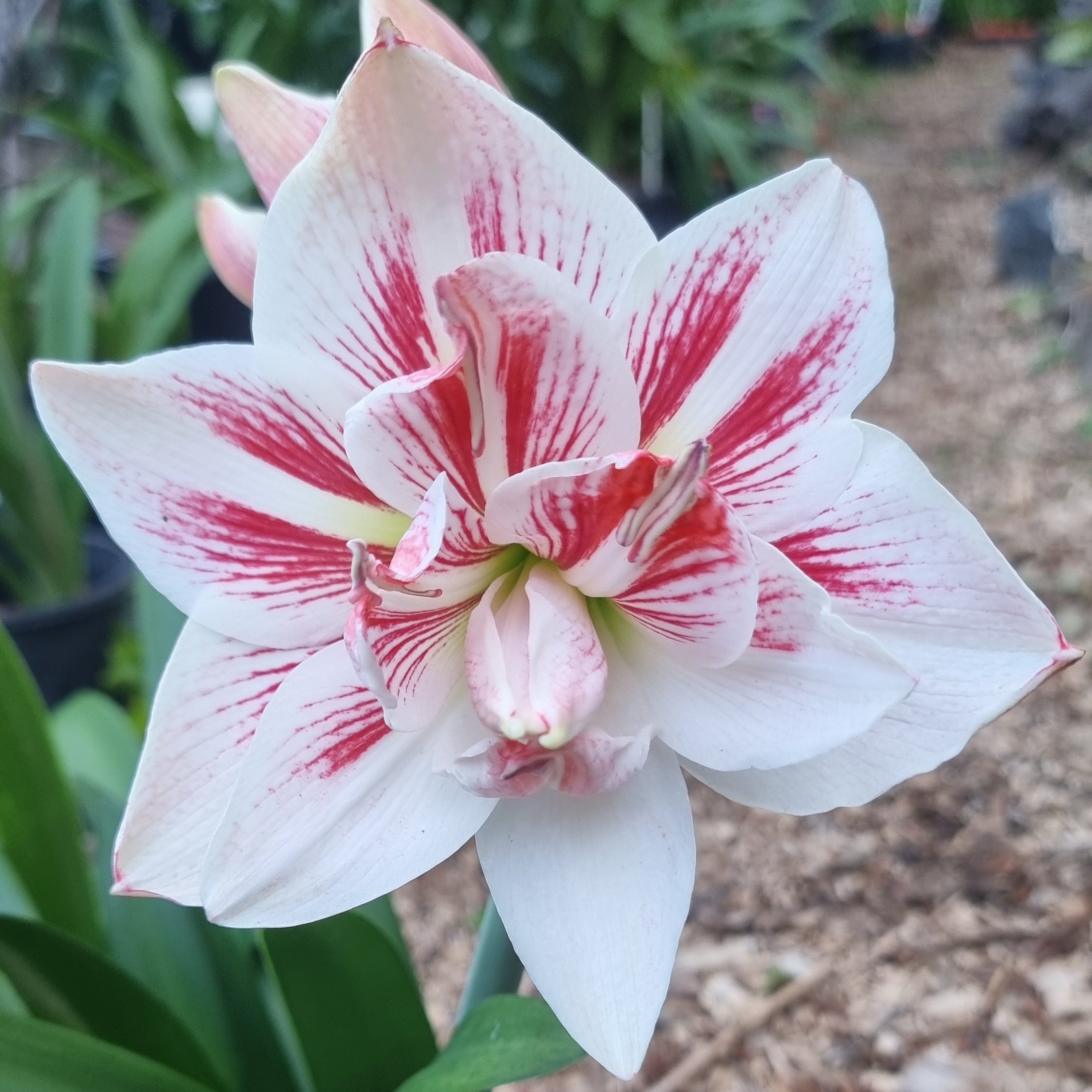 Double Hippeastrum Maguires Fast Talker