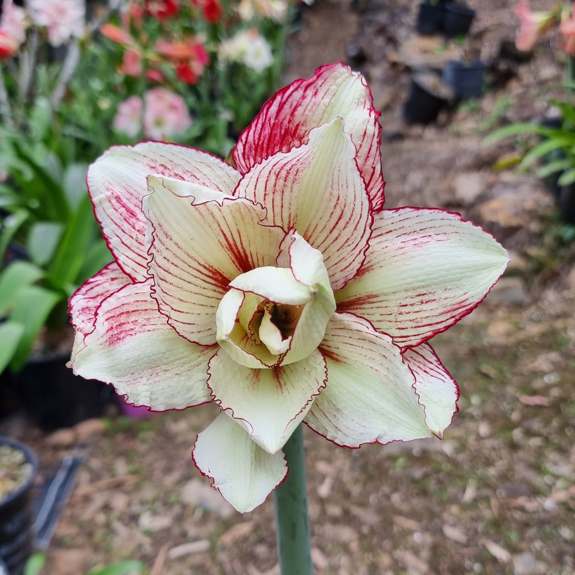 Hippeastrum Adriana Maguires Double