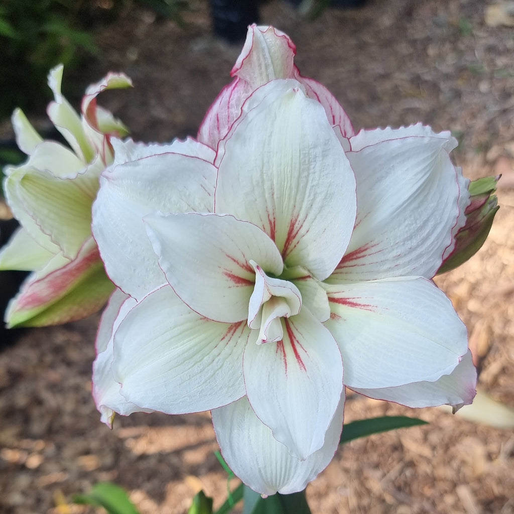Hippeastrum Adriana Maguires Double