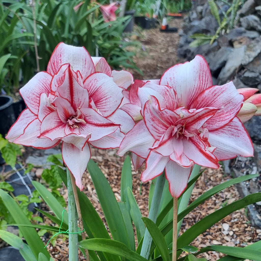 Hippeastrum Amy Maguire Maguires Double