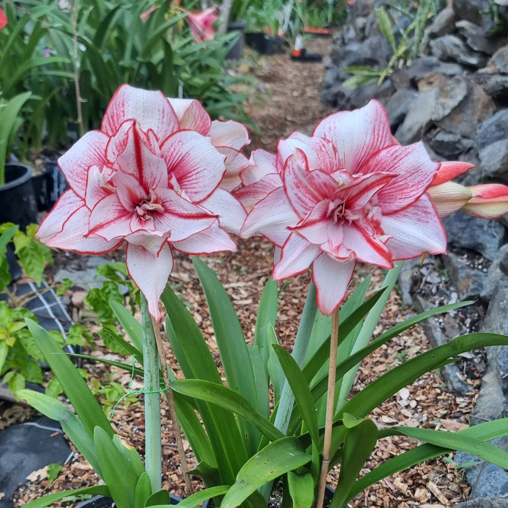 Hippeastrum Amy Maguire Maguires Double