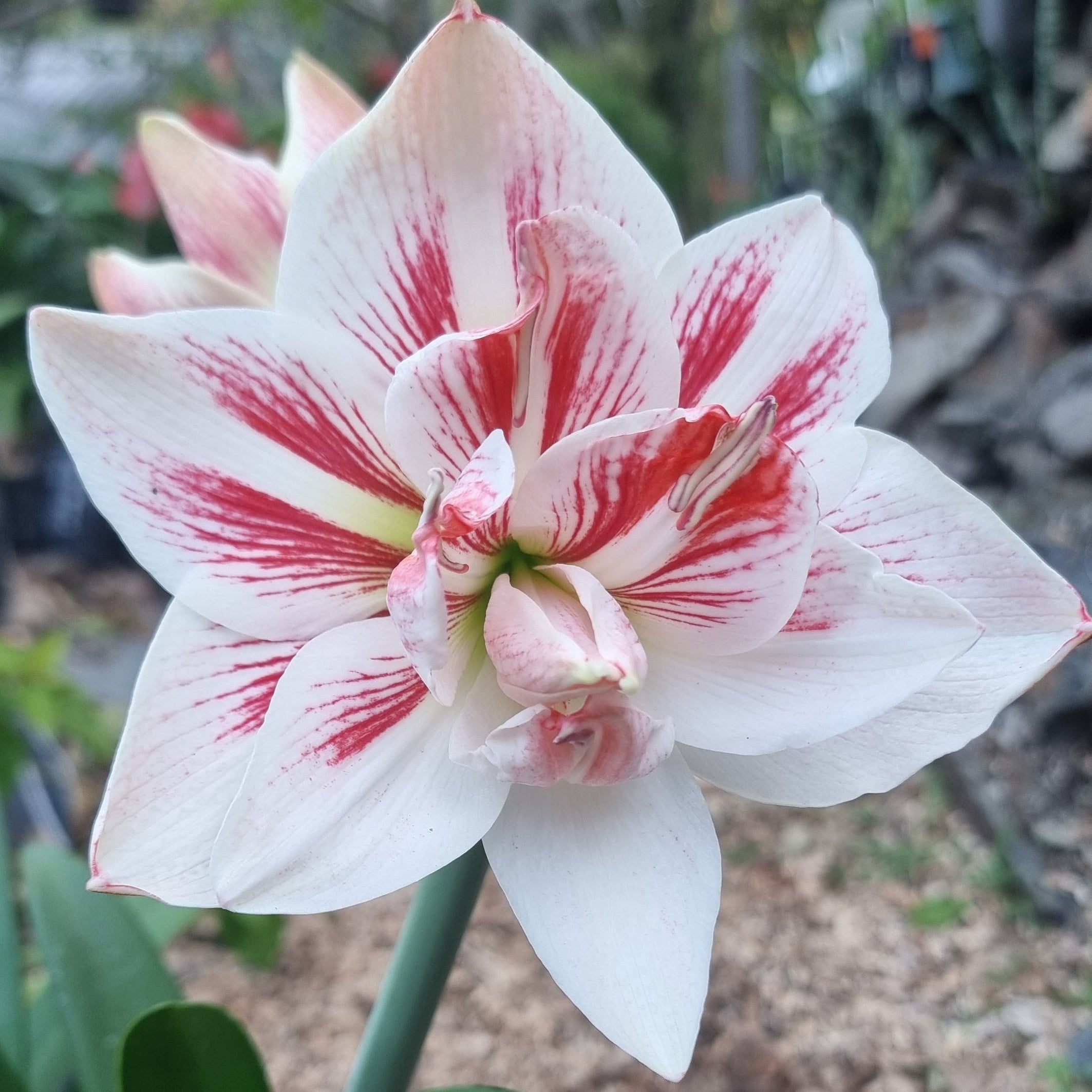 Double Hippeastrum Maguires Fast Talker