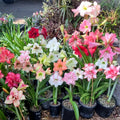 Hippeastrum_Mystery_Bulbs_x10_12monthold