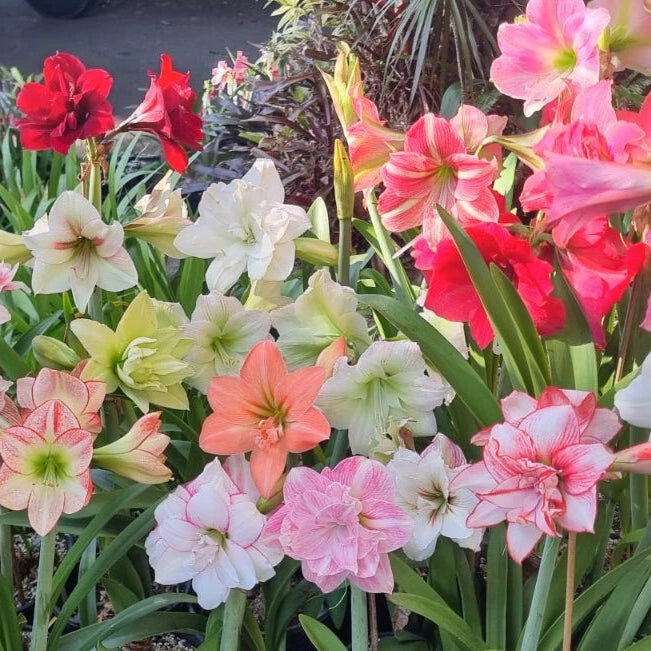 Hippeastrum Mystery Bulbs x10 12monthold