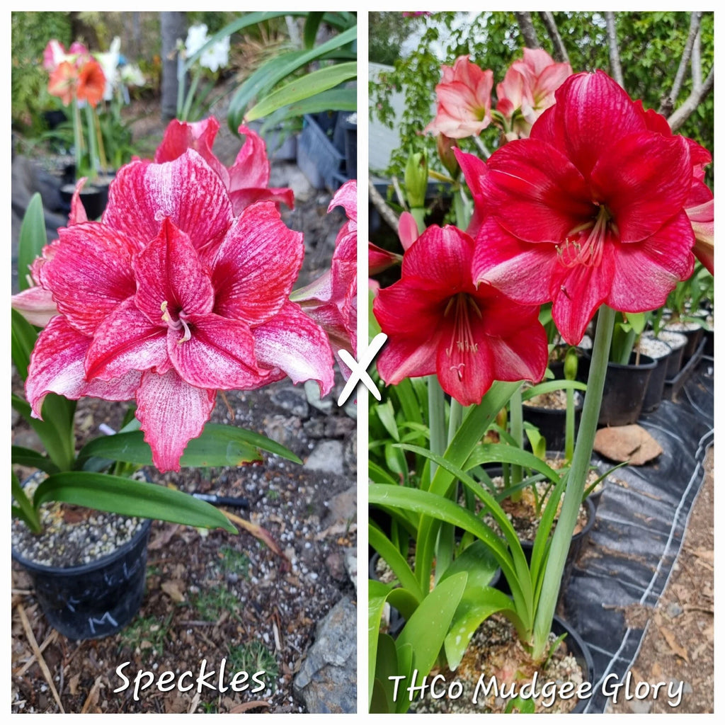 Hippeastrum Mystery Bulbs x10 12monthold