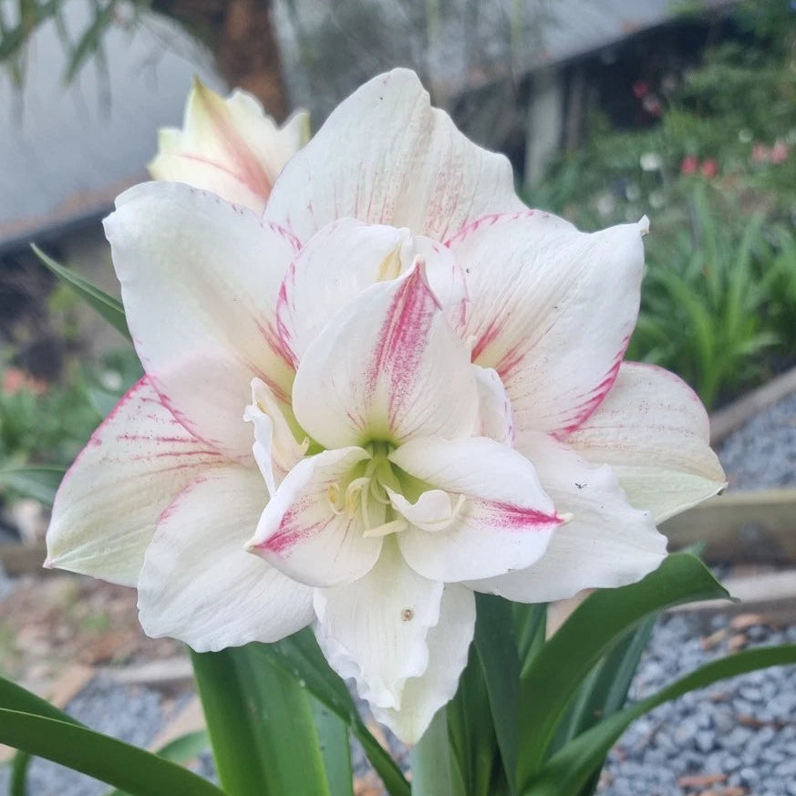 Hippeastrum Mystery Bulbs x10 12monthold