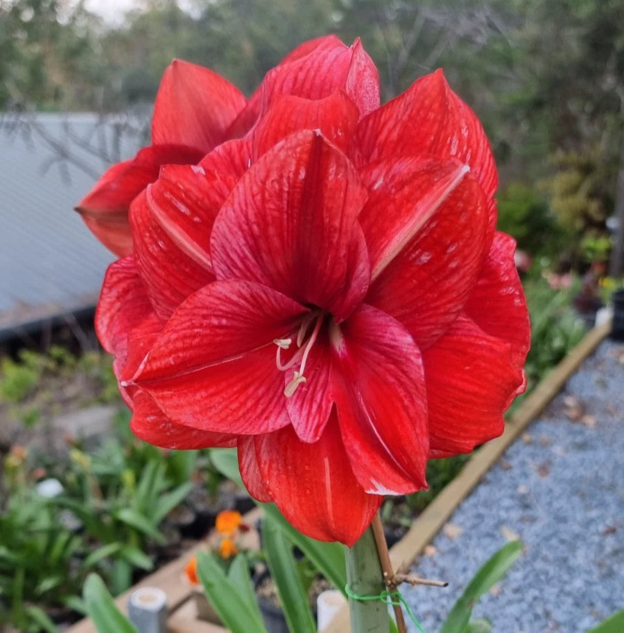 Hippeastrum Mystery Bulbs x10 12monthold