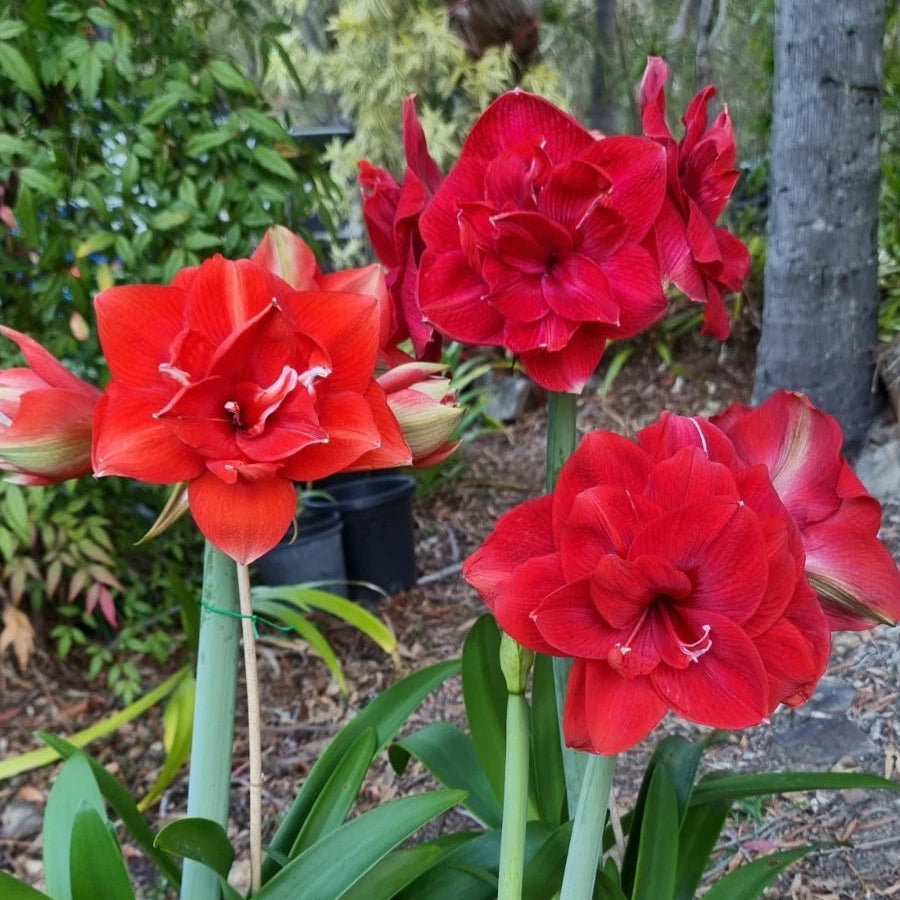 Hippeastrum Mystery Bulbs x10 12monthold