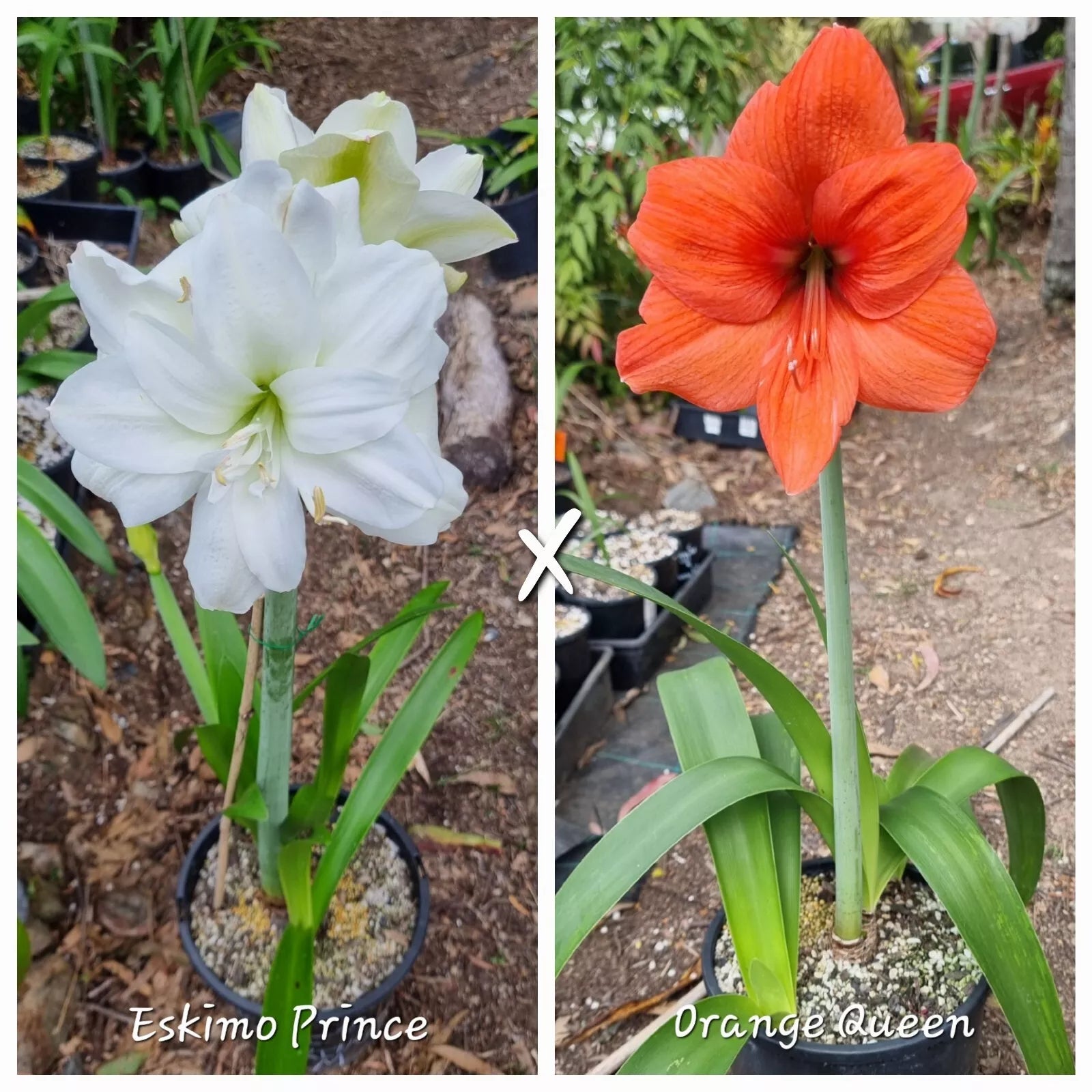 Hippeastrum Mystery Bulbs x10 12monthold