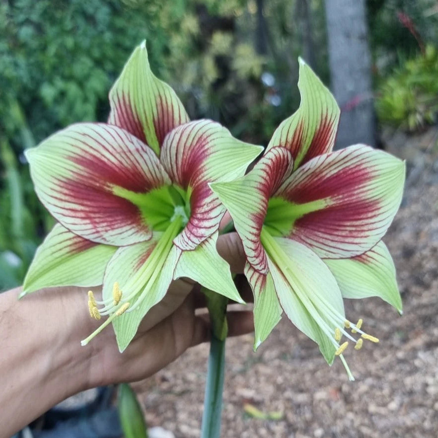 Hippeastrum Mystery Bulbs x10 12monthold