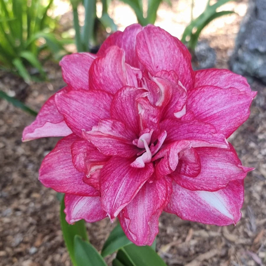 Hippeastrum Mystery Bulbs x10 12monthold