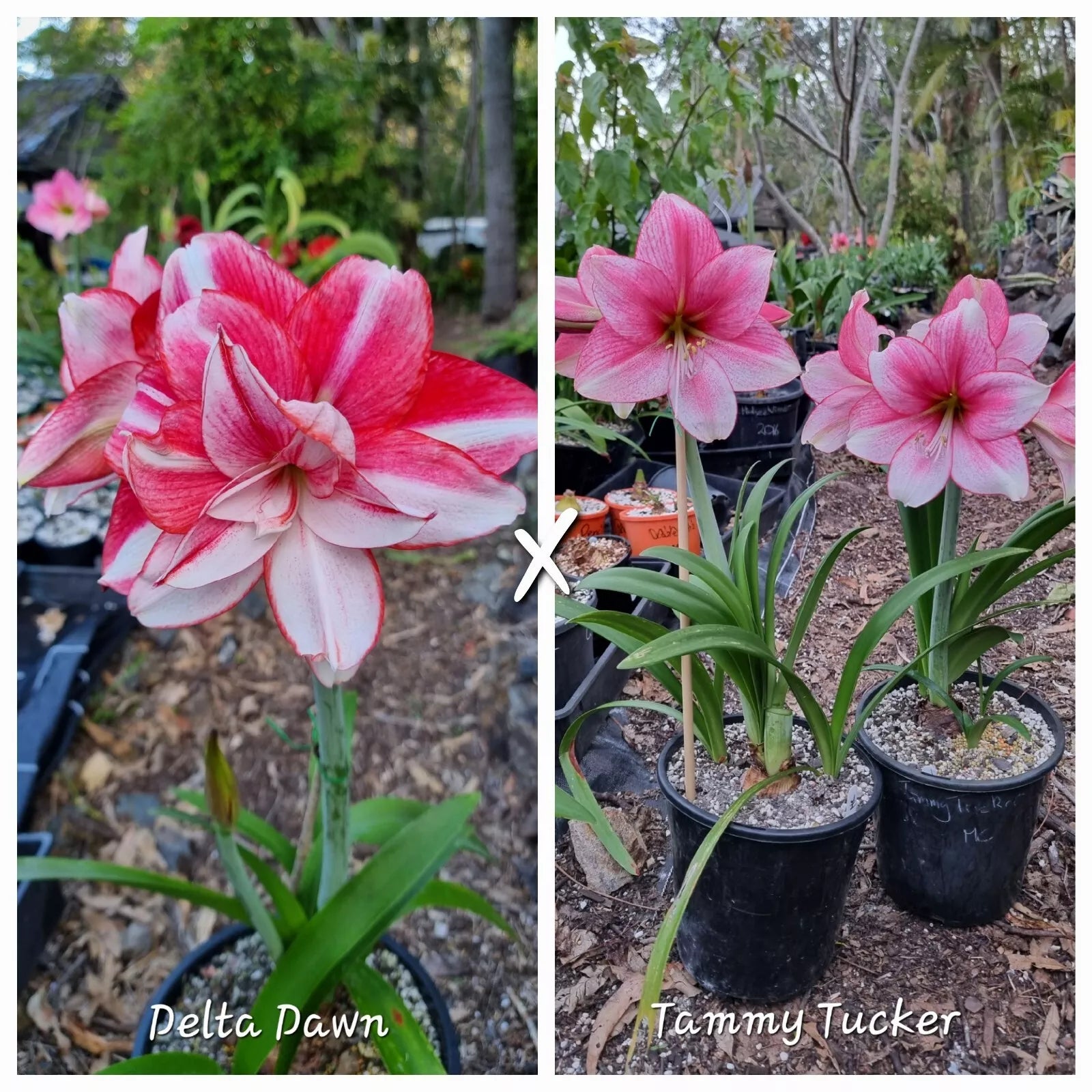 Hippeastrum Mystery Bulbs x10 12monthold