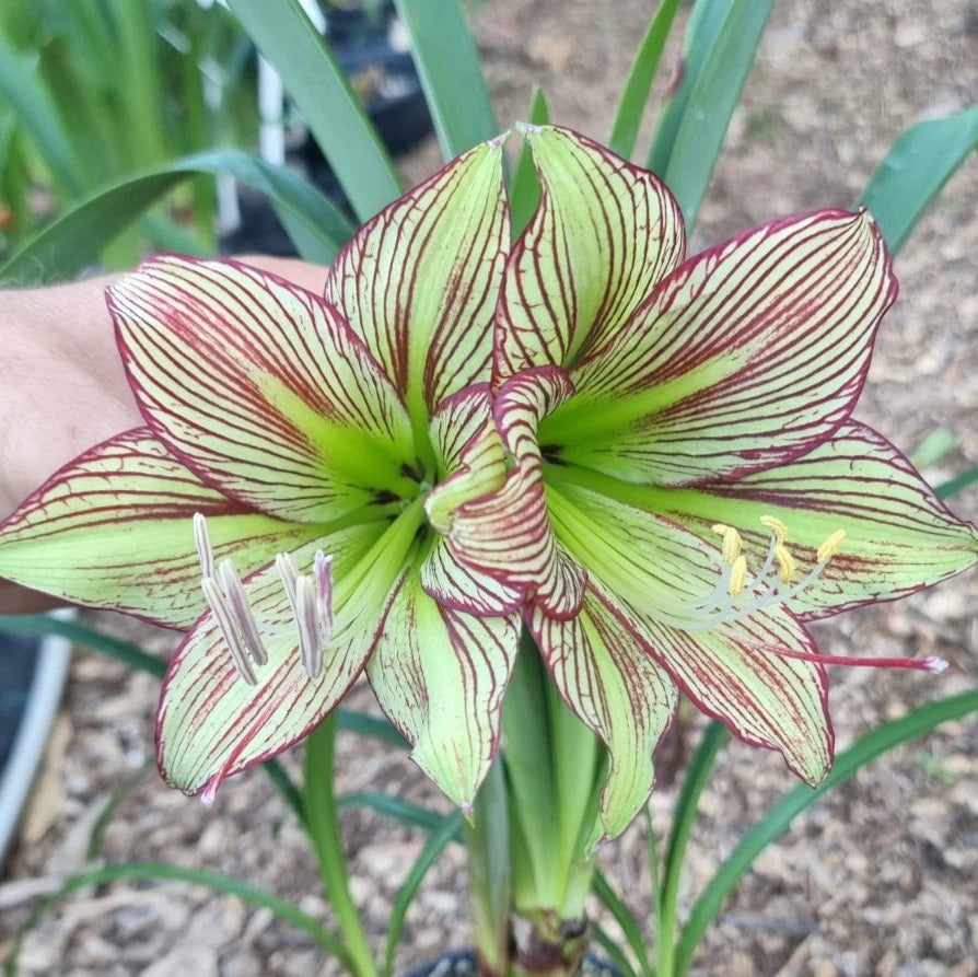 Hippeastrum Mystery Bulbs x10 12monthold