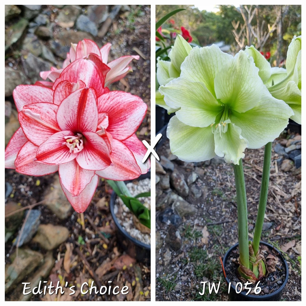 Hippeastrum Mystery Bulbs x10 12monthold
