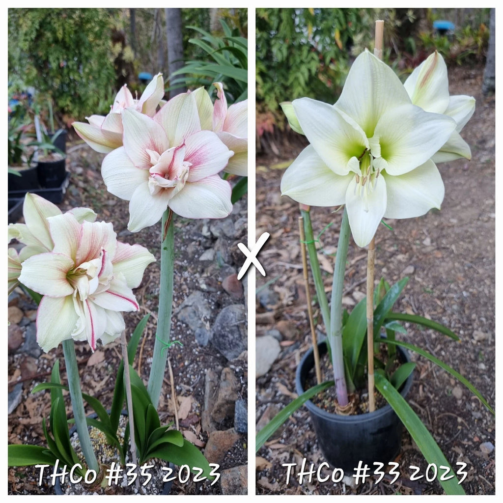 Hippeastrum Mystery Bulbs x10 12monthold