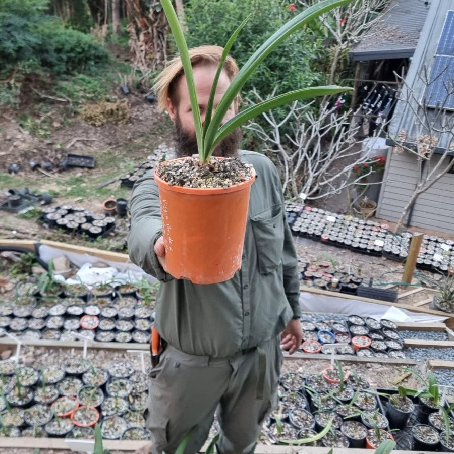 Hippeastrum Mystery Bulbs x10 12monthold
