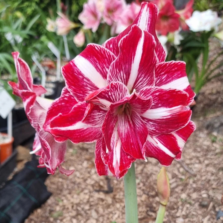 Hippeastrum Mystery Bulbs x10 12monthold