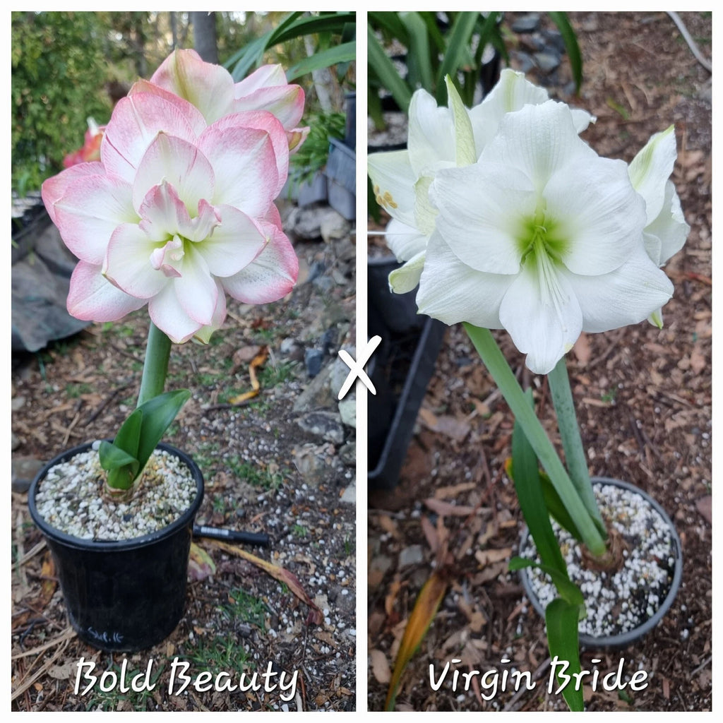 Hippeastrum Mystery Bulbs x10 12monthold
