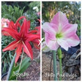 Hippeastrum Seedling 12 Month Old 'Bogata' x 'THCo Pink Delta'