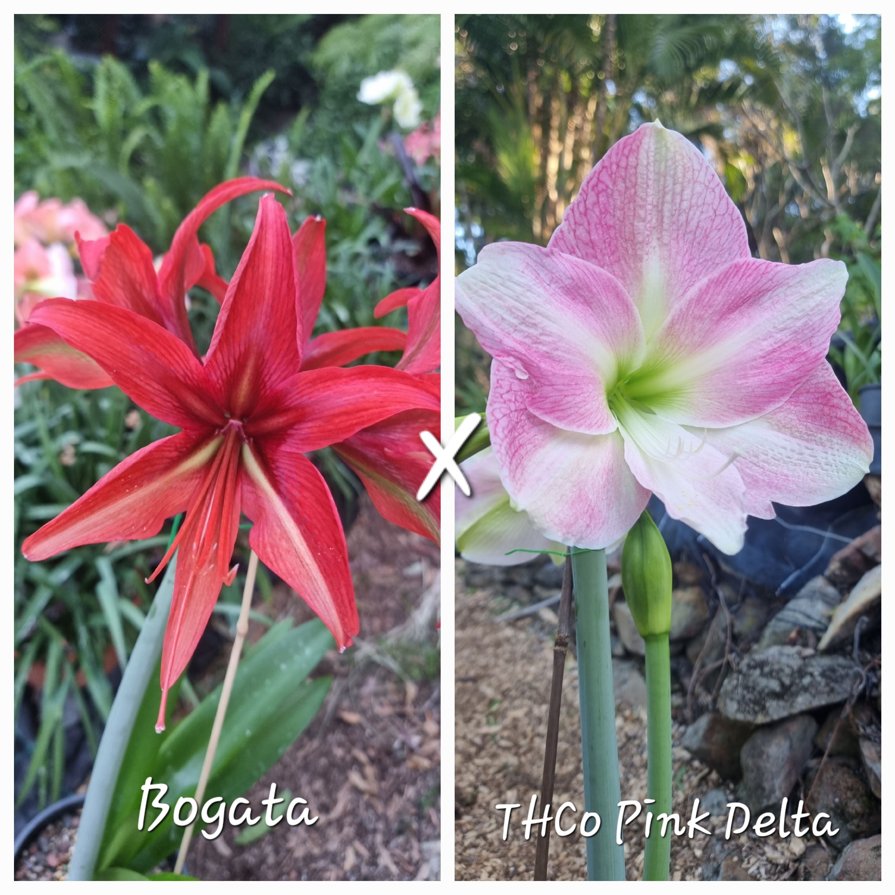Hippeastrum Seedling 12 Month Old 'Bogata' x 'THCo Pink Delta'