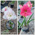 Hippeastrum Seedling 12 Month Old 'Boysenberry Swirl' x 'THCo Chris'