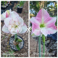 Hippeastrum Seedling Boysenberry Swirl x THCo Pink Delta